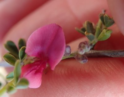 Indigofera spinescens, photographed by Peter Warren