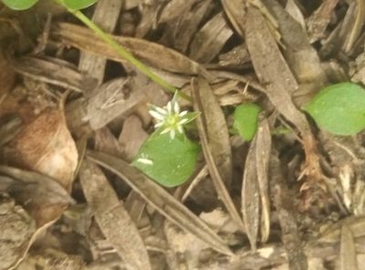 Stellaria parviflora, photographed by Joe Potter Butler