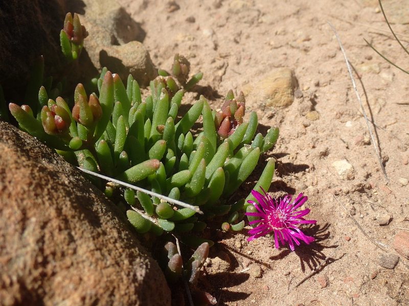 Delosperma obtusum, photographed by Mahomed Desai