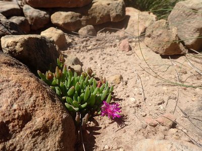 Delosperma obtusum, photographed by Mahomed Desai