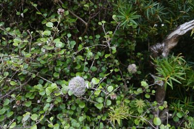 Helichrysum lanceolatum, photographed by Jon Sullivan
