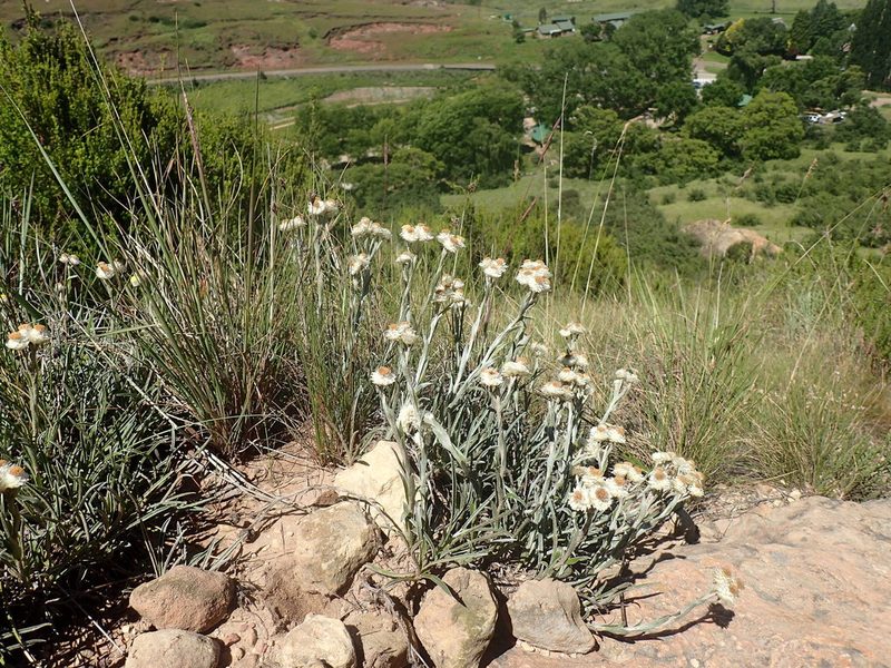 Helichrysum chionosphaerum, photographed by Mahomed Desai