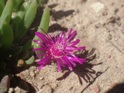 Delosperma obtusum, photographed by Mahomed Desai