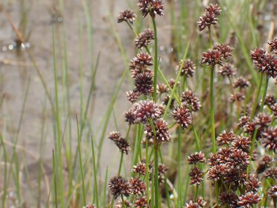 Juncus oxycarpus, photographed by Mahomed Desai