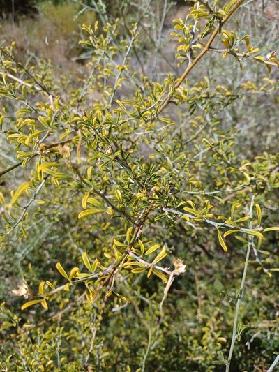 Psoralea schutteae, photographed by Danie Palm