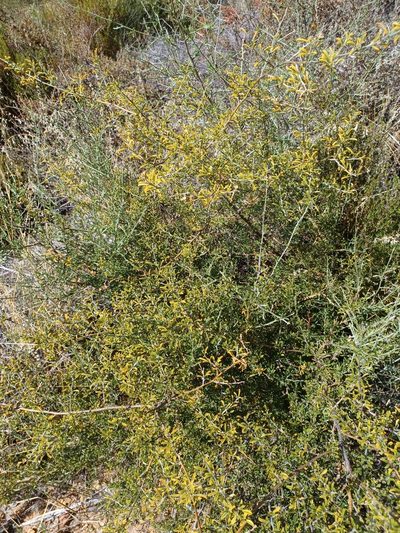 Psoralea schutteae, photographed by Danie Palm
