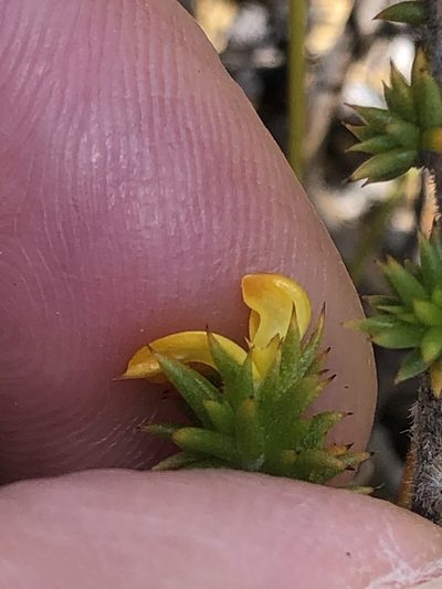 Aspalathus batodes, photographed by Charleen Brunke