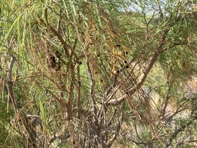 Plocama pendula, photographed by John Kenrick Gibson