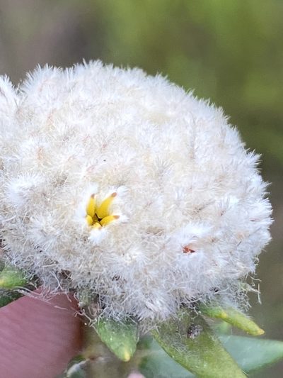 Phylica propinqua, photographed by Dave U