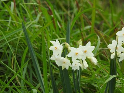 Narcissus papyraceus, photographed by Duarte Frade