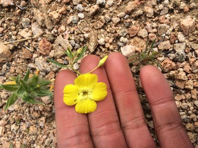 Camissonia campestris, photographed by Marcus Tamura