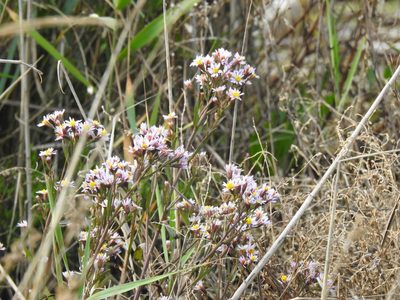 Tripolium pannonicum, photographed by Duarte Frade