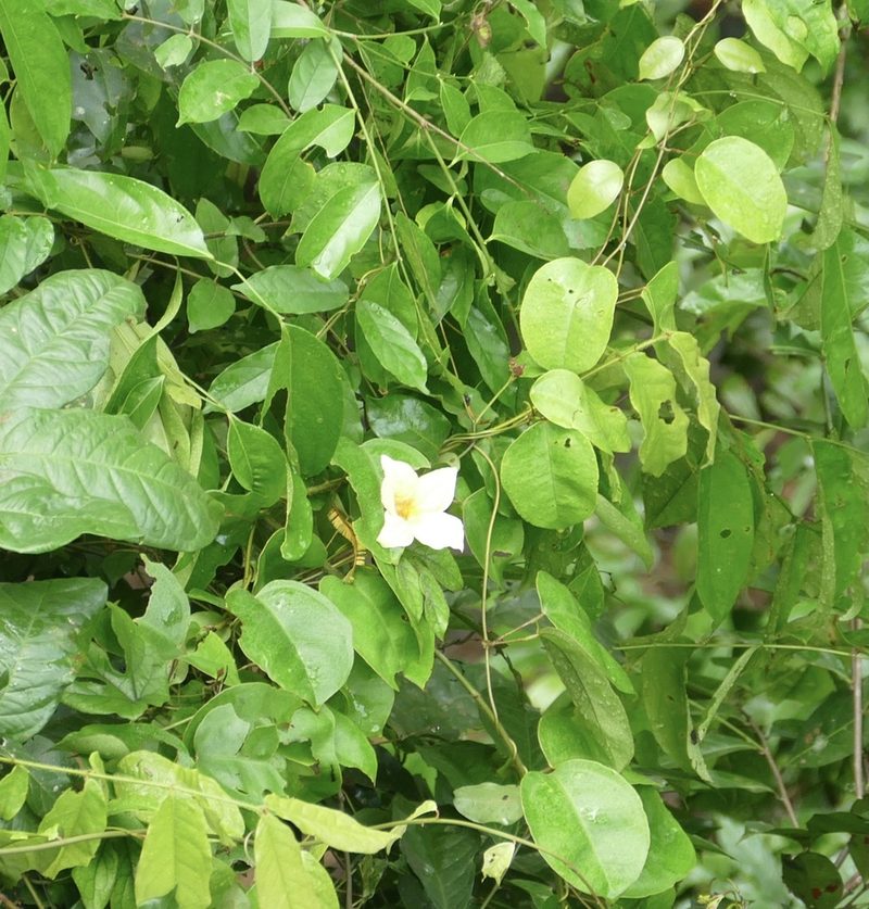Ruthalicia eglandulosa, photographed by Jean-Paul Boerekamps