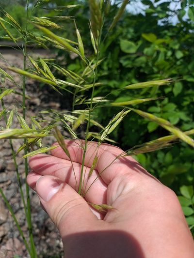 Bromus riparius, photographed by Dmitriy Bochkov