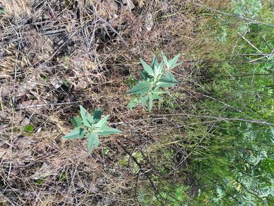 Atriplex oblongifolia, photographed by Dmitriy Bochkov