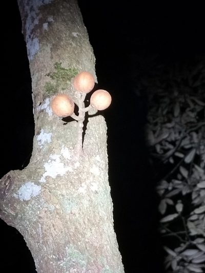 Epicharis parasitica, photographed by Matthew Borella