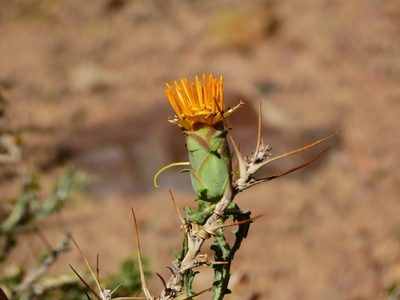 Mutisia sinuata, photographed by Guillermo Debandi