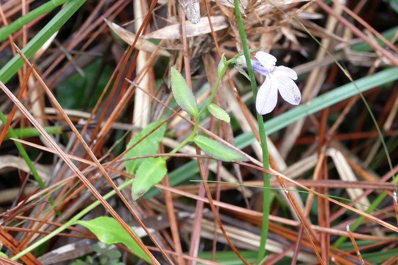 Lobelia brevifolia, photographed by Lauren McLaurin