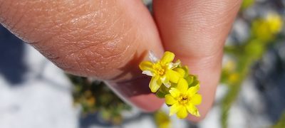 Gnidia juniperifolia, photographed by sharndreheuvel