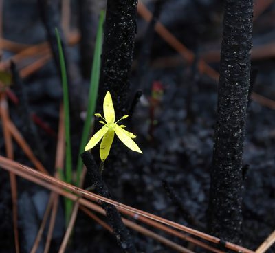 Hypoxis juncea, photographed by Lauren McLaurin