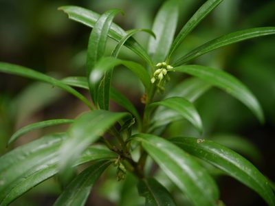 Sarcococca saligna, photographed by Dinesh Valke