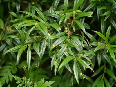 Sarcococca saligna, photographed by Dinesh Valke