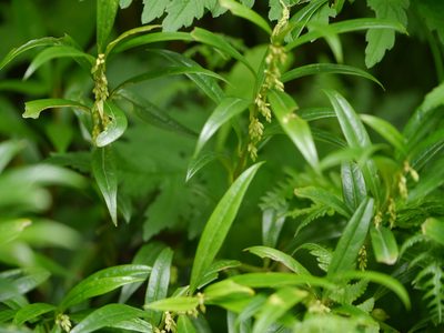 Sarcococca saligna, photographed by Dinesh Valke