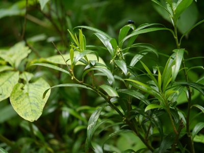 Sarcococca saligna, photographed by Dinesh Valke