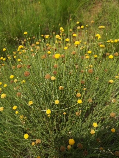Pentzia globosa, photographed by Ricus Nel
