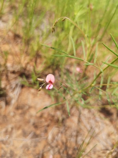 Indigofera filipes, photographed by Ricus Nel
