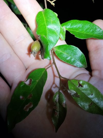 Elaeagnus triflora, photographed by Matthew Borella