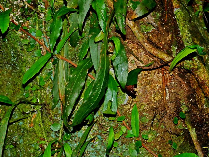 Loxogramme salicifolia, photographed by Jacy Chen