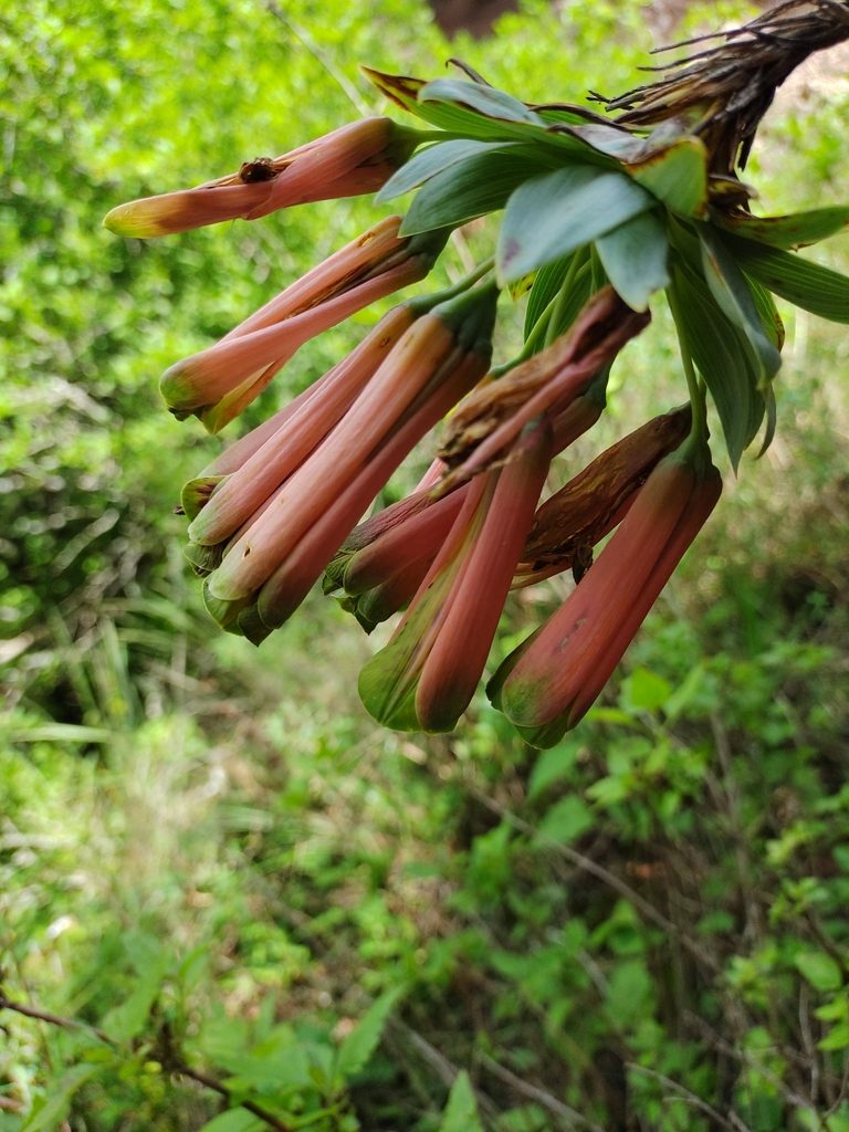 Bomarea macrocephala, photographed by Marien Béguelin