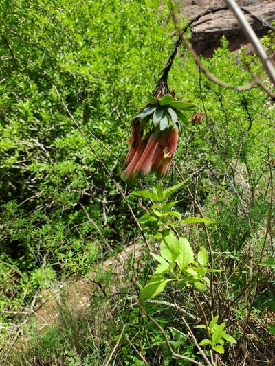Bomarea macrocephala, photographed by Marien Béguelin