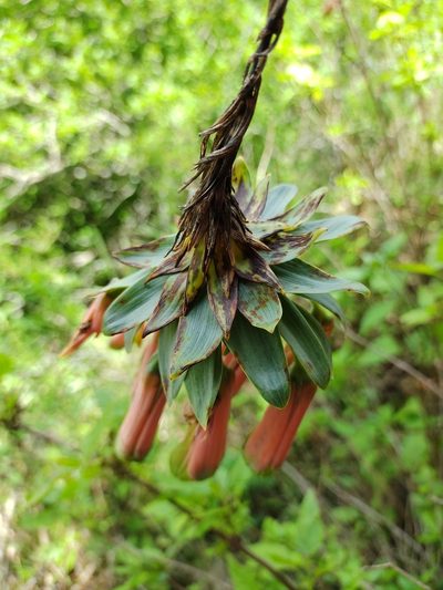 Bomarea macrocephala, photographed by Marien Béguelin
