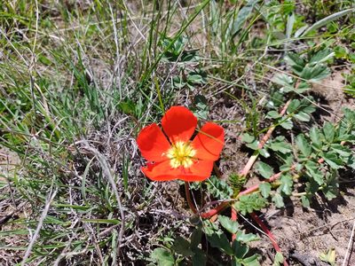 Hypseocharis pimpinellifolia, photographed by Marien Béguelin