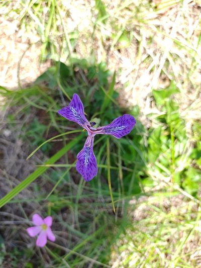 Mastigostyla spathacea, photographed by Marien Béguelin