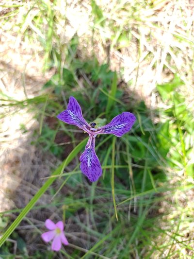 Mastigostyla spathacea, photographed by Marien Béguelin