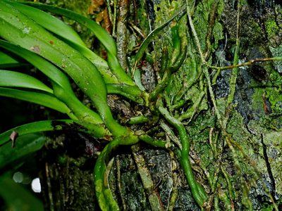 Cleisostoma paniculatum, photographed by Jacy Chen