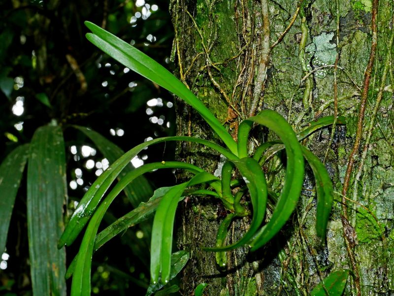 Cleisostoma paniculatum, photographed by Jacy Chen