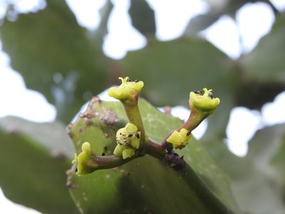Euphorbia antiquorum, photographed by Hopeland