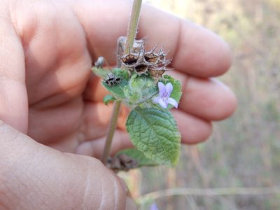 Mesosphaerum suaveolens, photographed by Seema Merchant