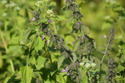 Anisomeles indica, photographed by S.MORE