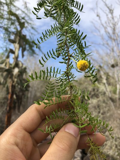 Vachellia insulae-iacobi, photographed by Skjold Søndergaard