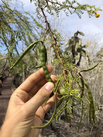 Vachellia insulae-iacobi, photographed by Skjold Søndergaard