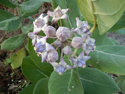 Calotropis gigantea, photographed by Seema Merchant