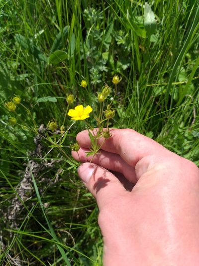 Potentilla longipes, photographed by Dmitriy Bochkov