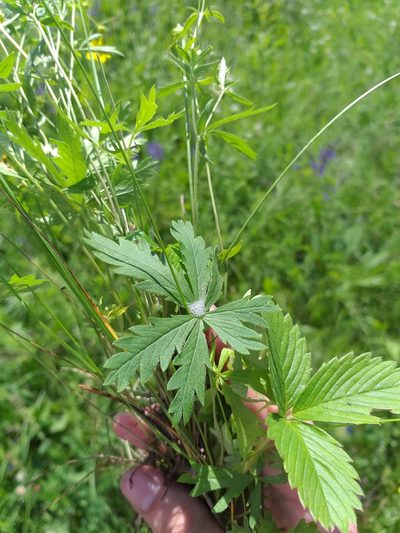 Potentilla longipes, photographed by Dmitriy Bochkov