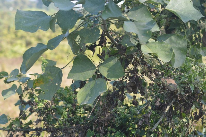 Butea monosperma, photographed by S.MORE