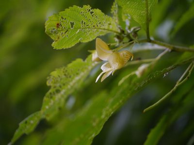 Impatiens tricornis, photographed by Dinesh Valke